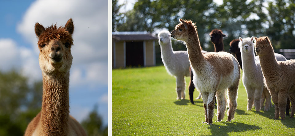 farm-alpacas